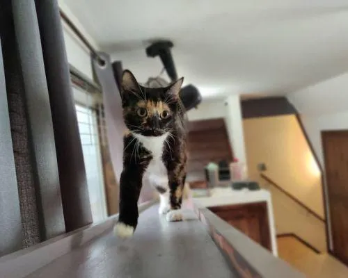 Cat Boarding In Placerville CA