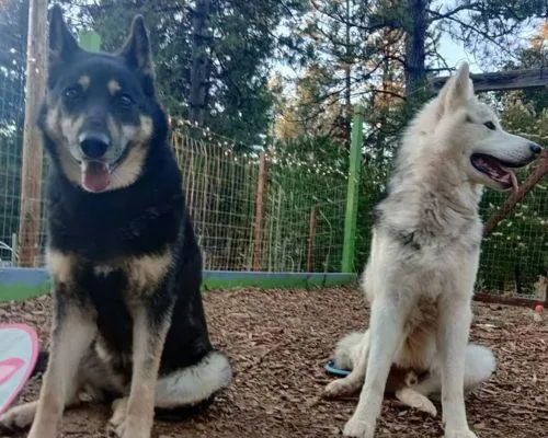Dog boarding in Placerville california