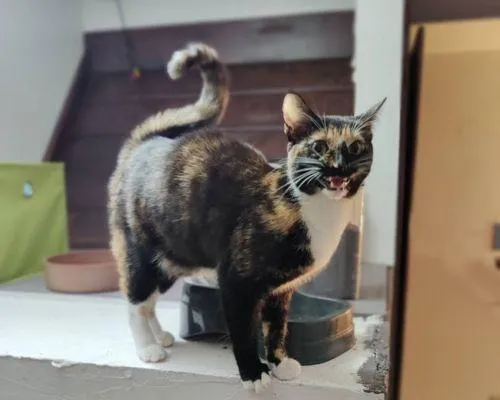 Cat Boarding near me
