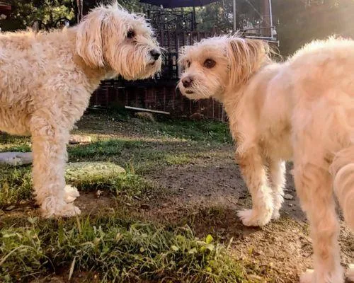 Dog boarding services Placerville ca