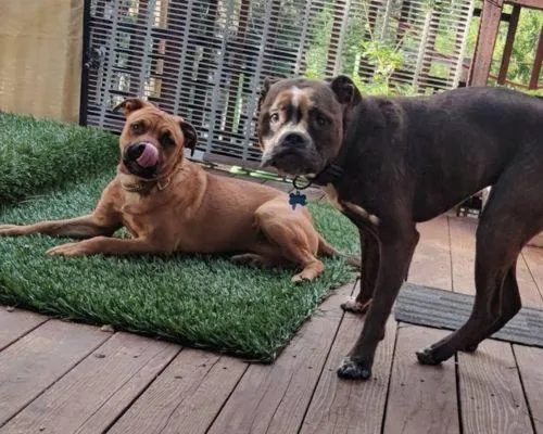 Dog boarding near me Placerville ca