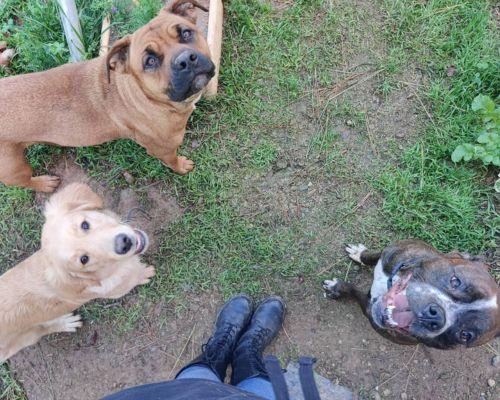 Pet visits in Placerville ca