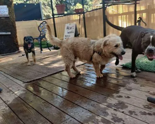 Best Doggy Daycare Placerville CA