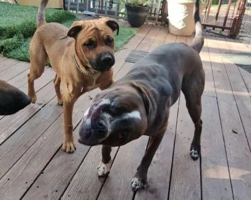 Doggy Daycare In Placerville CA