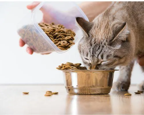 Cat Boarding near me Placerville
