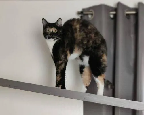 Cat Boarding services Placerville CA