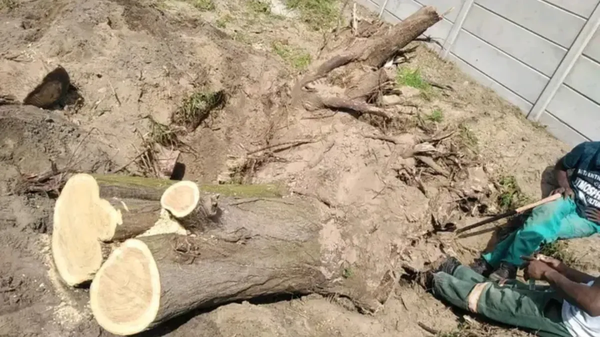 Controlled tree felling and canopy management in Cape Town