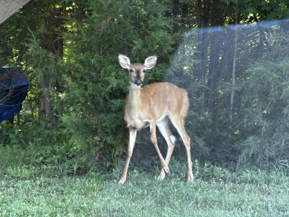 A white-tailed deer stands on a grassy patch and looks toward the camera through a car window.
