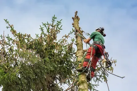 Certified arborist pruning tall branches using safety harness | Moline Tree Service