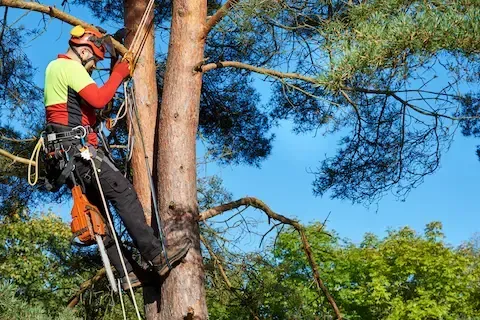 Professional arborist secured with climbing gear cutting large tree branches | Moline Tree Service