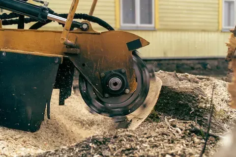Stump grinder removing tree stump near residential property | Moline Tree Service