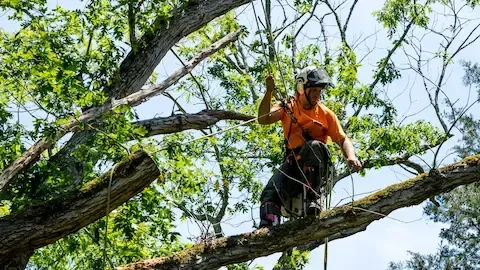 Tree specialist cutting large limbs from a tall evergreen | Moline Tree Service