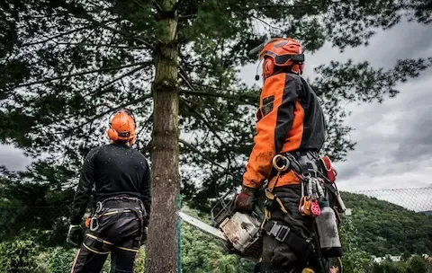 Professional arborists preparing for safe tree removal with chainsaw and gear | Moline Tree Service