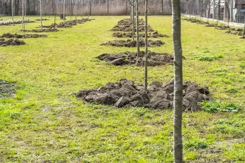 Newly planted trees aligned in a field for landscape restoration | Moline Tree Service