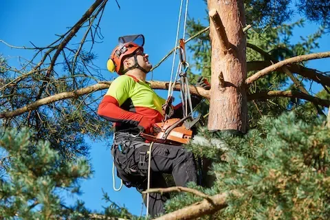 Arborist climbing and trimming tall pine tree using safety ropes | Moline Tree Service