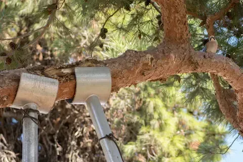 Tree bracing system supporting weak branch with metal cable and brace | Moline Tree Service