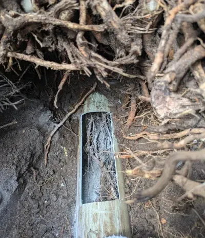 Blocked Drain with Roots