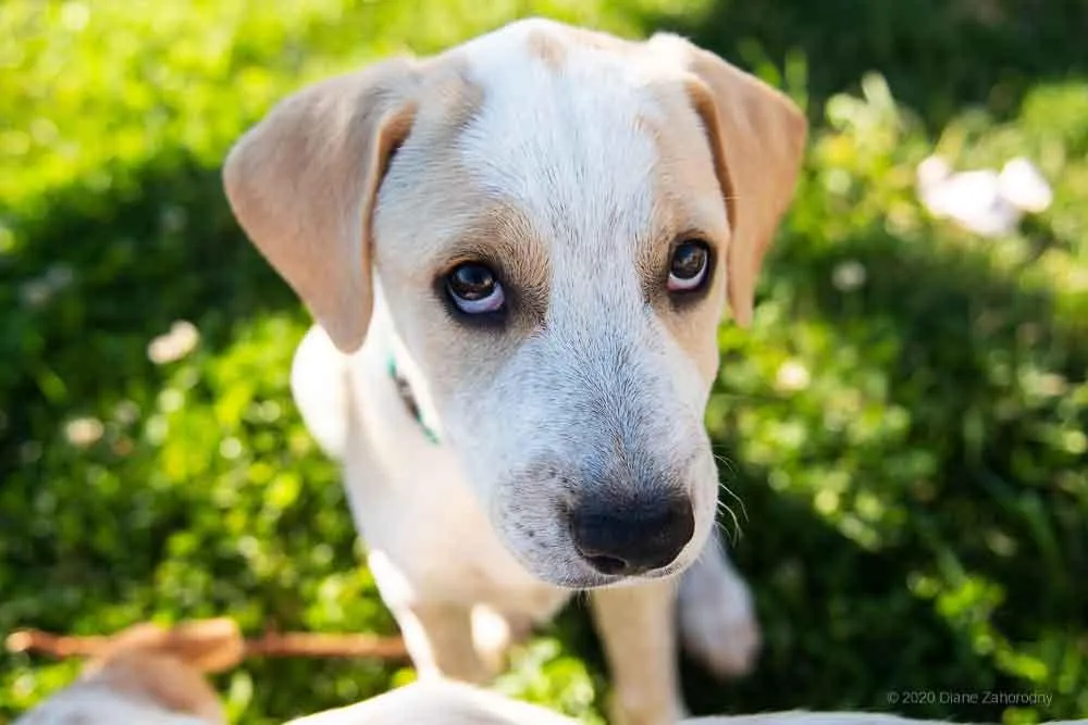 Puppy in the grass