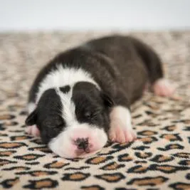 are puppies born with pink paws