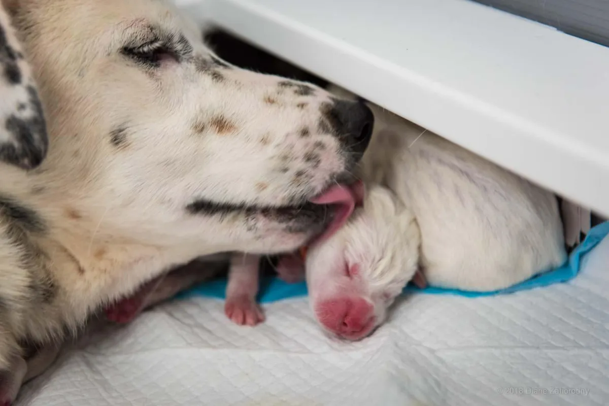Dog licking newborn puppy