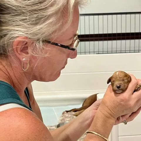 Woman holding newborn puppy