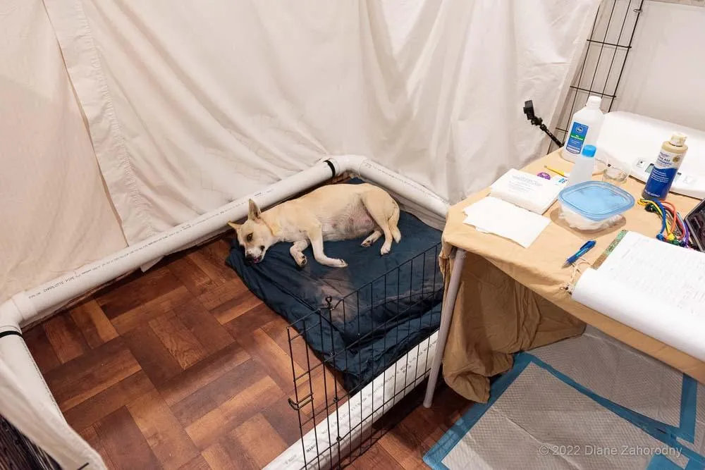 Blonde dog in whelping pen