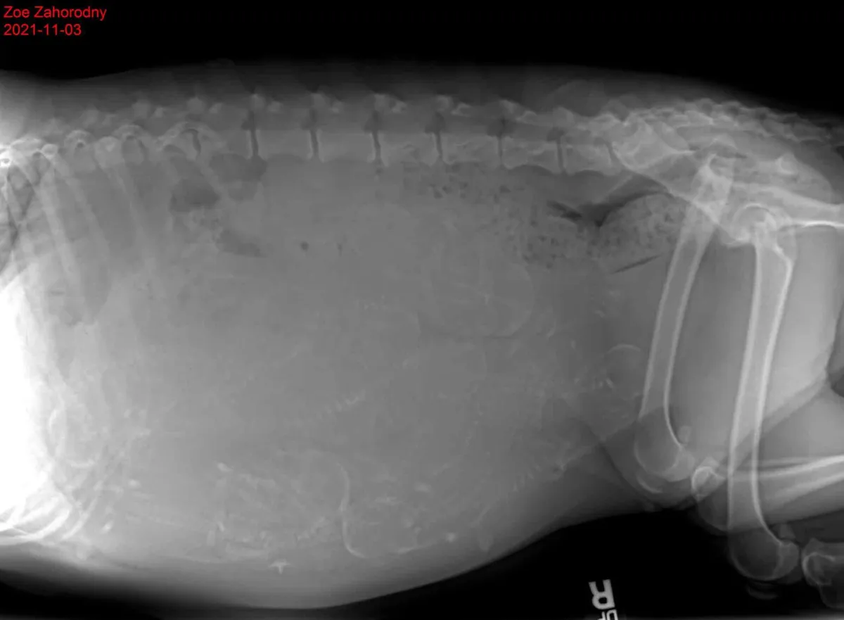 X-ray of pregnant dog