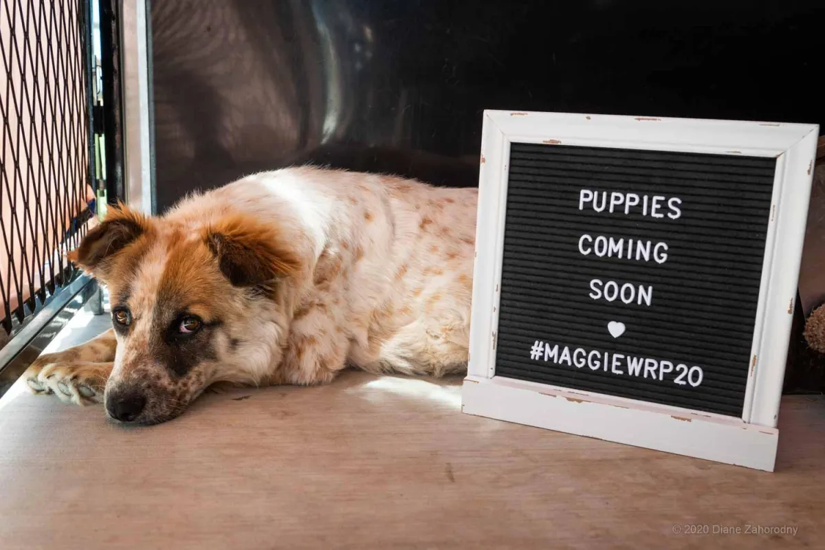 Dog lying next to sign