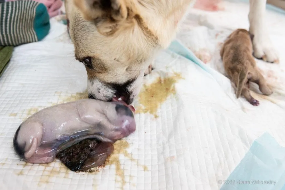 Dog licking newborn puppy