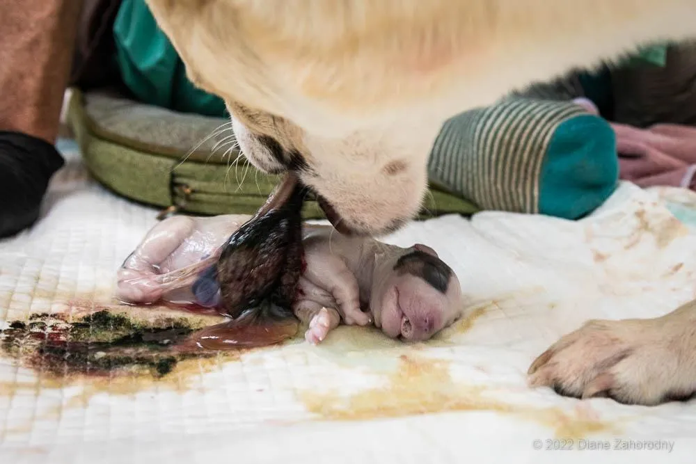 Dog eating placenta