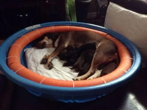 baby pool whelping box