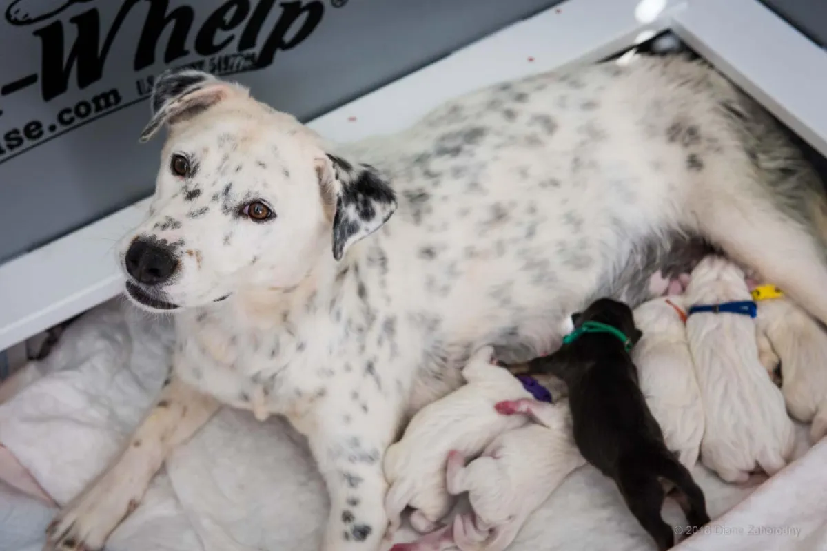 dog nursing puppies