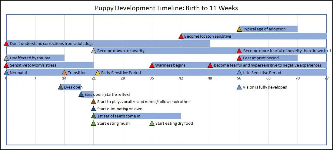 Puppy development timeline