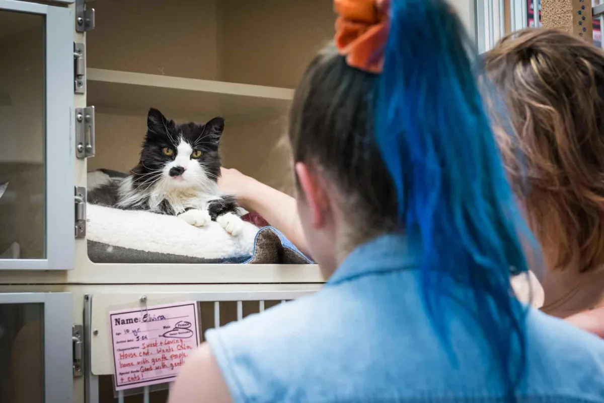 Two women petting cat in cage