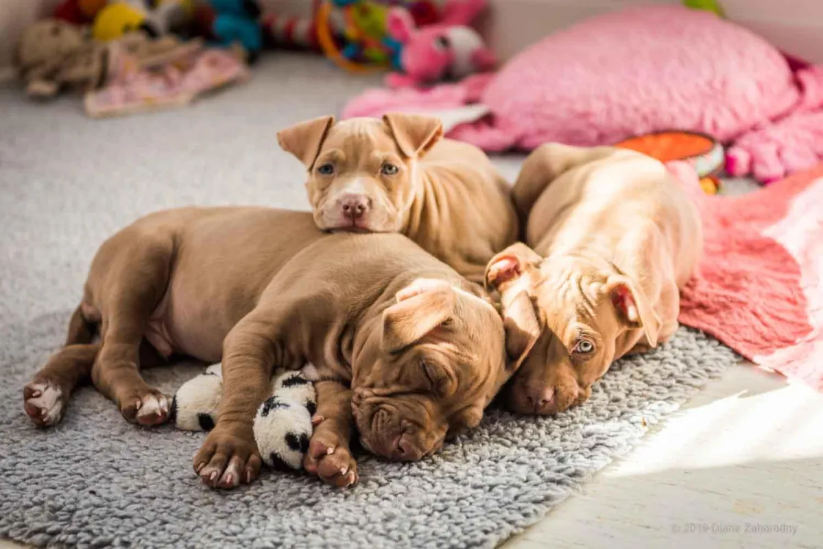 Newborn puppy in hands