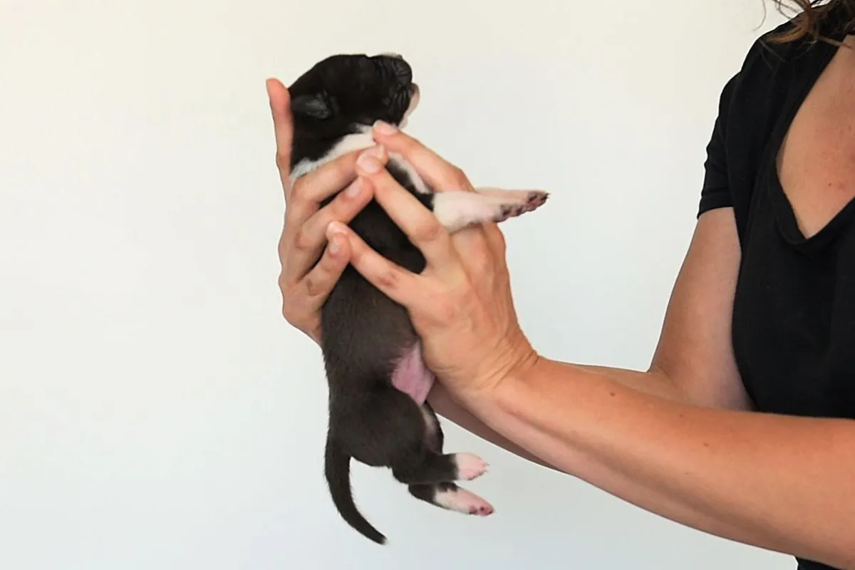 Puppy being held with head up