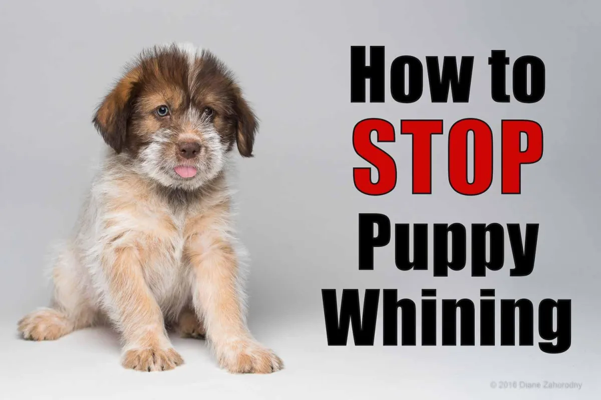 How to get puppy to stop whining in kennel hotsell