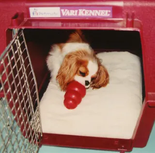 Puppy in crate chewing toy
