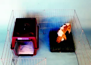 Puppy using indoor potty