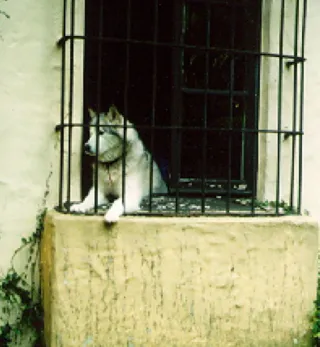 Huskie looking out window