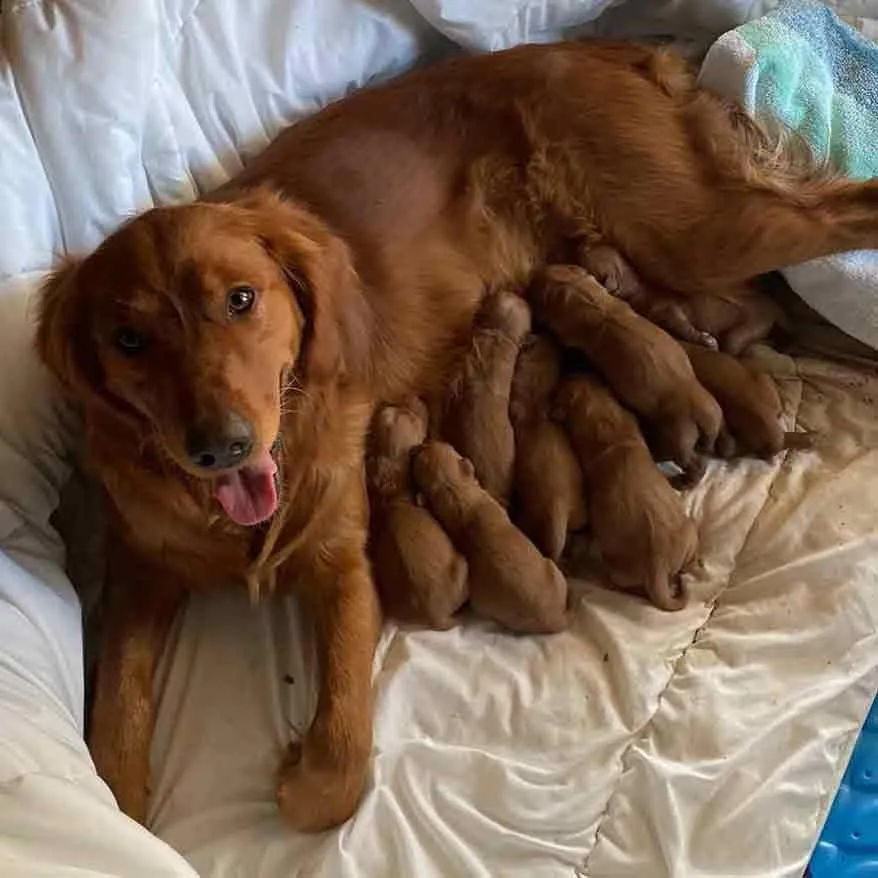 Golden retriever and her puppies