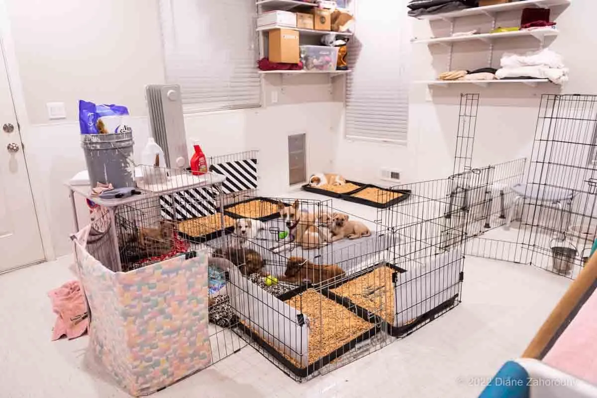 Indoor puppy enclosure