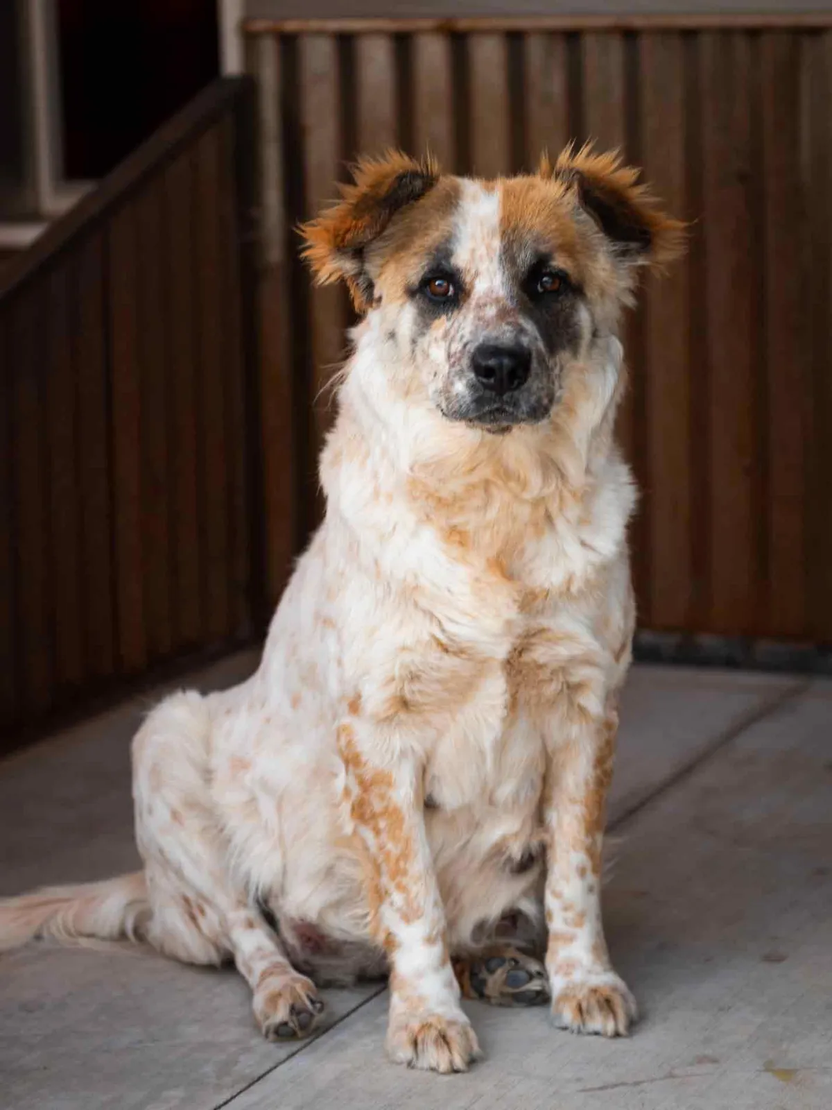 Pregnant speckled dog on concrete