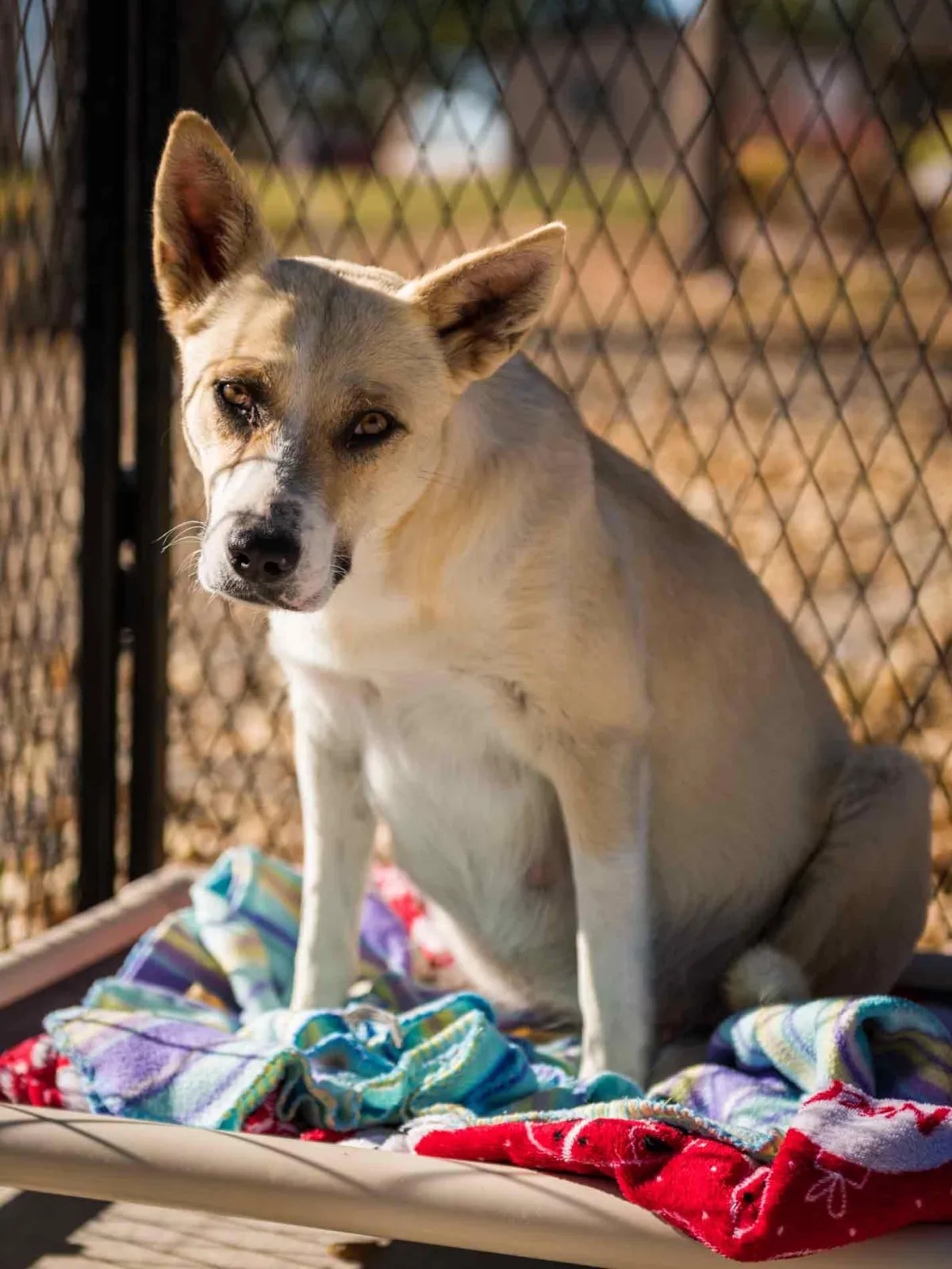 Pregnant blonde dog in sun