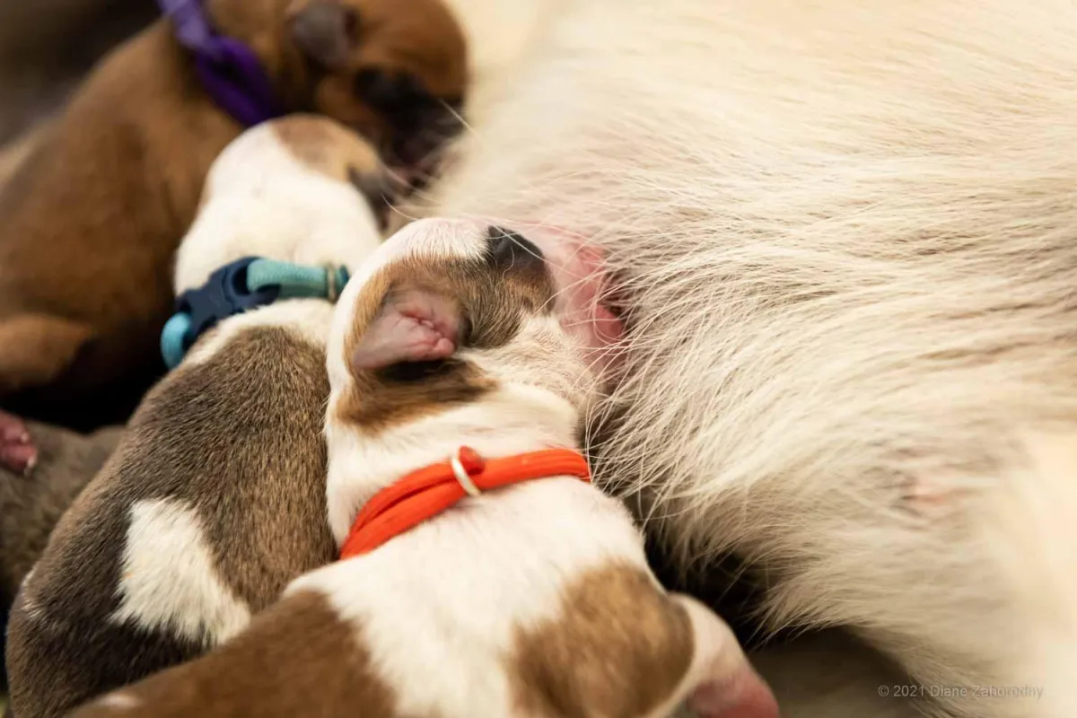 Neonatal puppy nursing