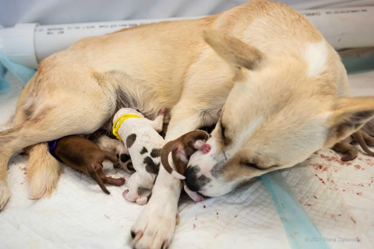 New mom dog licking her puppy