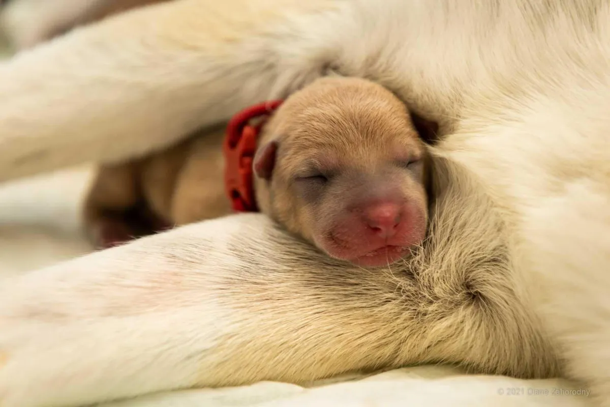 Newborn puppy sleeping between mom's legs