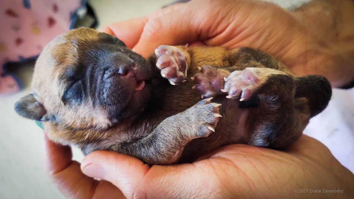 Newborn puppy held in hands