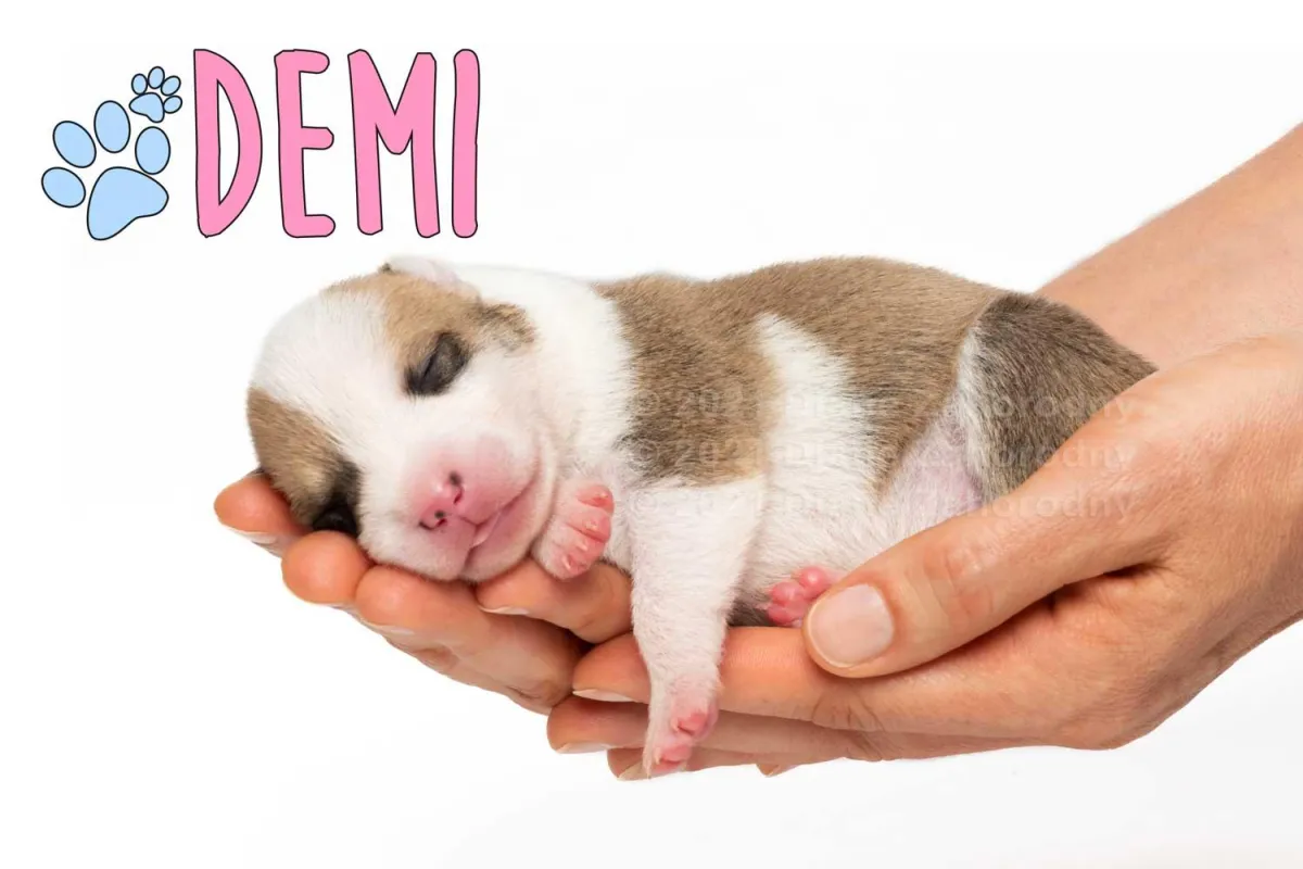 Newborn puppy, Demi being held in hands