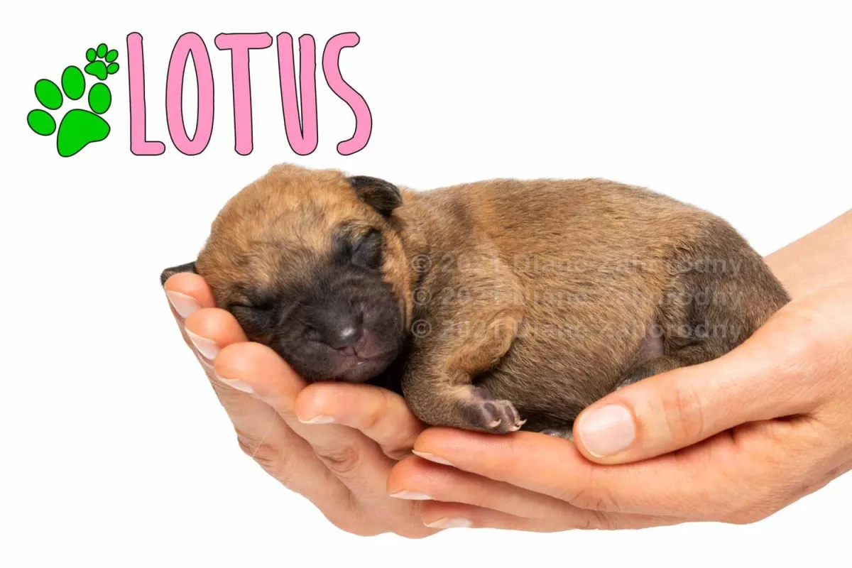 Newborn puppy, Lotus being held in hands